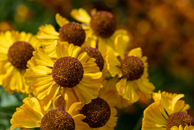 Close up of common sneezeweed flowers in bloom