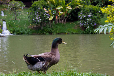 Duck swimming in lake