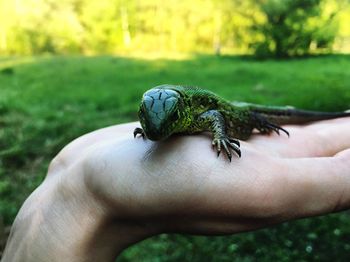 Cropped hand of person holding green lizard
