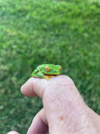 Close-up of hand holding small frog