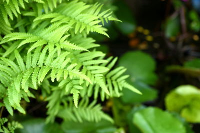 Close-up of green leaves