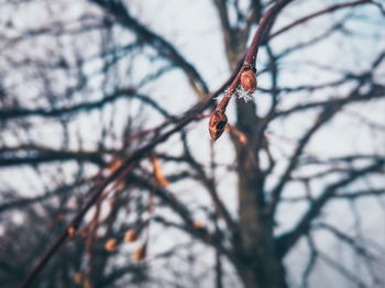 Low angle view of insect on tree