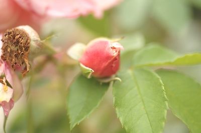 Close-up of pink flowering plant