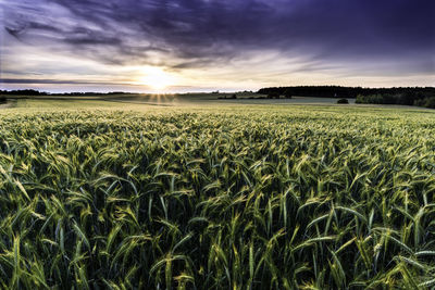 Scenic view of agricultural field against sky during sunset