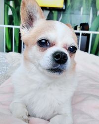 Close-up portrait of dog