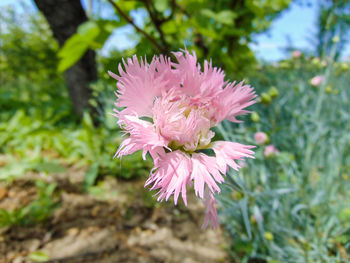 Close-up of pink flowering plant