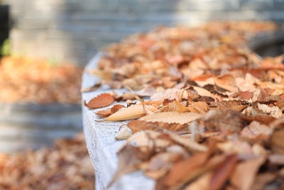 Close-up of dried autumn leaves