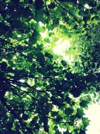 Low angle view of trees