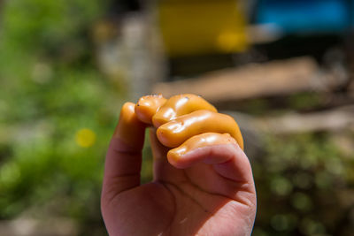 Close-up of person holding apple