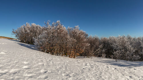 Snow covered trees against clear blue sky