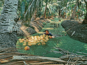 Woman collecting coconuts in swamp