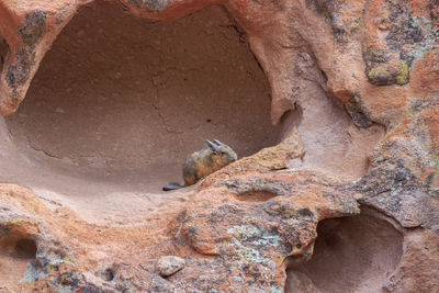 High angle view of squirrel on rock