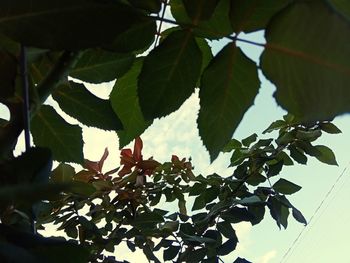 Close-up of flowering plant against tree