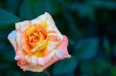 Top view of orange and yellow rose flower in garden, valentines and love flower background concept