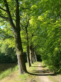 Footpath amidst trees in park