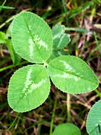 Close-up of green leaves