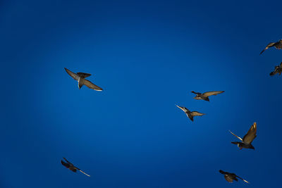 Low angle view of seagulls flying against clear blue sky