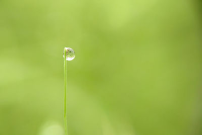 Close-up of water drop on grass