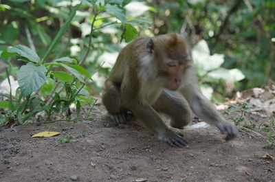 Monkey sitting on a field