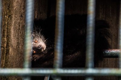 Portrait of cat in cage