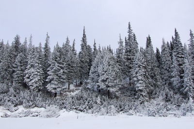 Snow covered pine trees in forest against sky