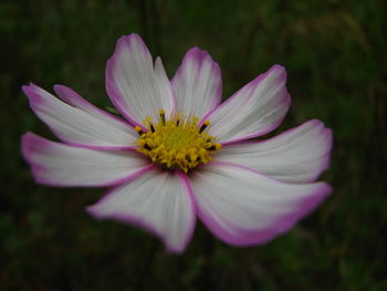 Close-up of pink cosmos flower