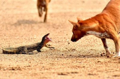 Agressive lizard and dogs