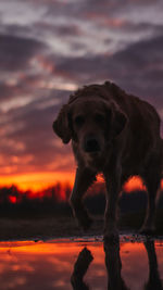 Portrait of dog standing in water during sunset