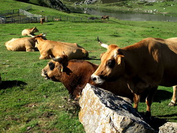 Cows on field