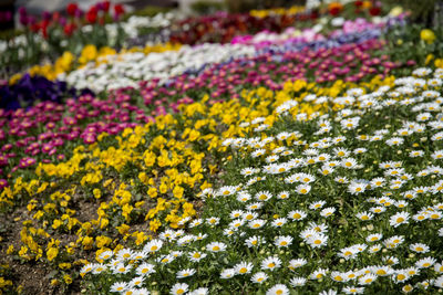 Full frame shot of multi colored flowers