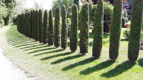 Panoramic shot of tree on field