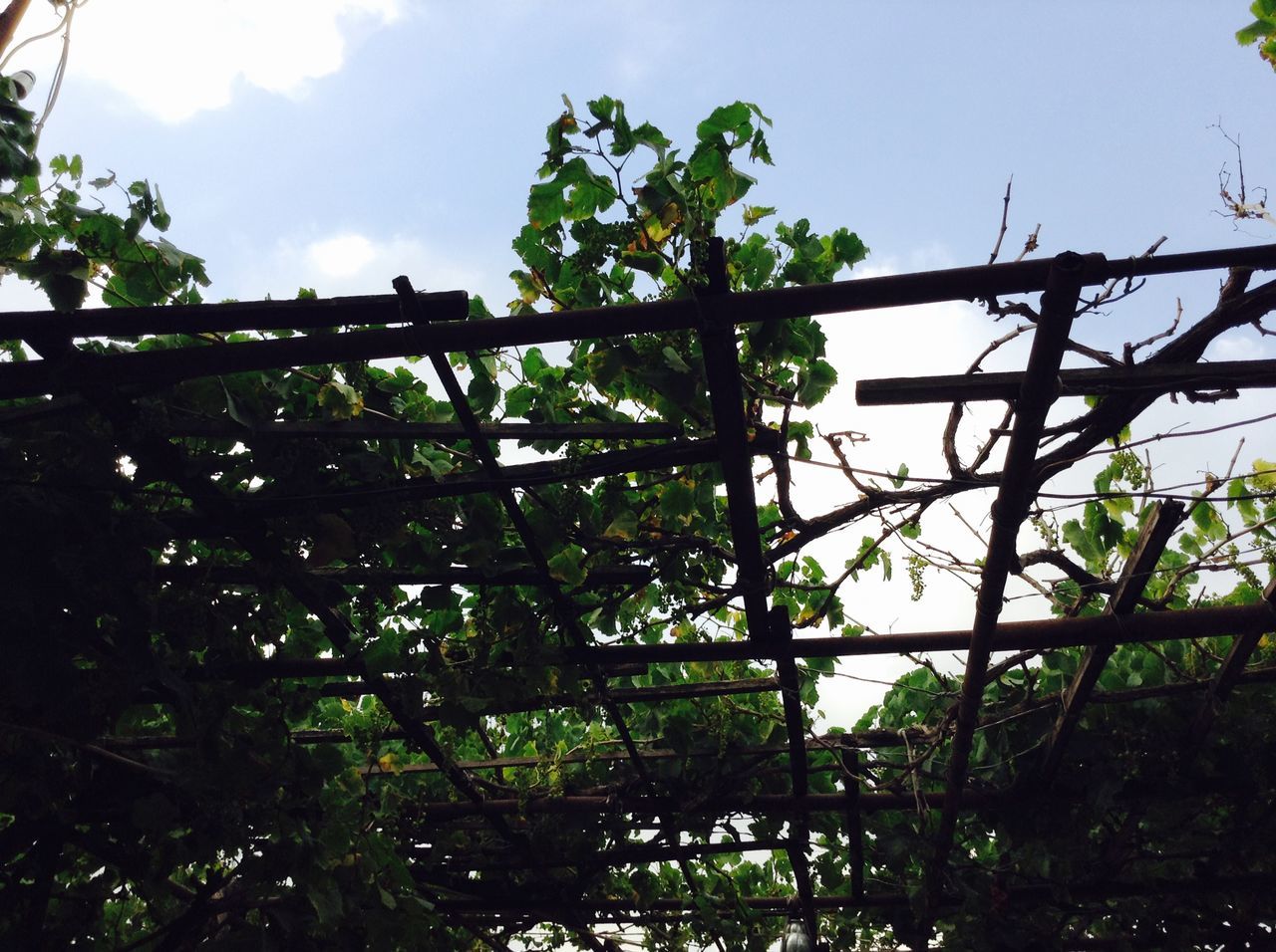 tree, growth, low angle view, green color, sky, branch, nature, leaf, tranquility, fence, day, beauty in nature, outdoors, plant, green, no people, sunlight, protection, lush foliage, growing