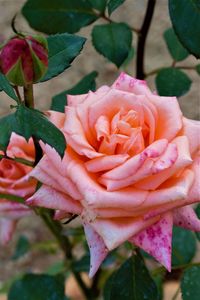 Close-up of rose bouquet