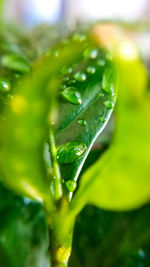 Close-up of water drops on leaves