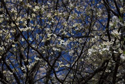 Close-up of flower tree against sky