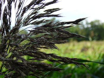 Close-up of plants growing on field