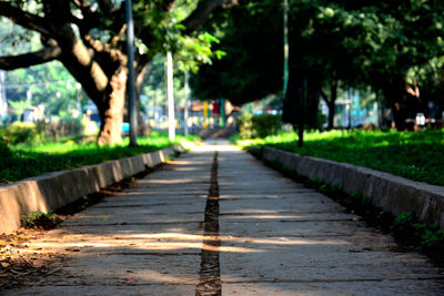 Empty road along trees in park