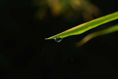 Close-up of raindrops on leaf