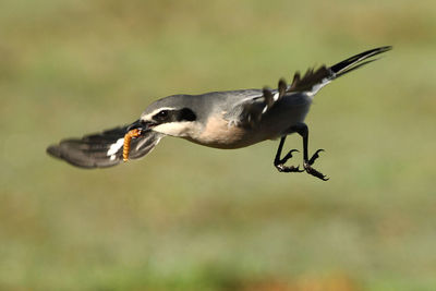 Close-up of bird eating