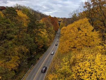 Road amidst trees