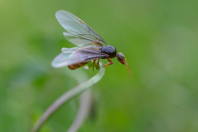 Close-up of insect on flower