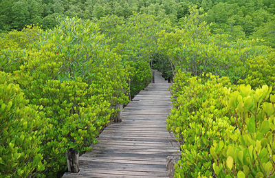 Footpath amidst trees in forest