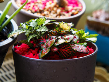 Close-up of potted plant on table