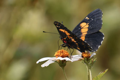 Close-up of butterfly pollinating on flower