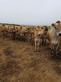 Cows standing on field against clear sky