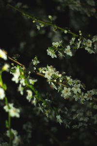 Close-up of flowering plant