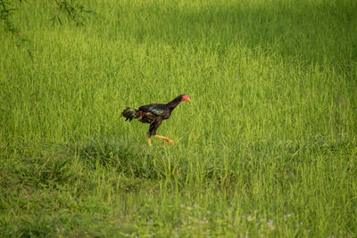 Side view of a bird on field