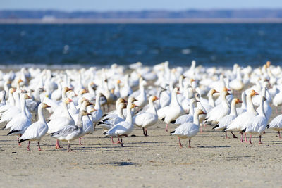 Seagulls perching on shore at beach