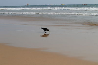 View of a bird on beach