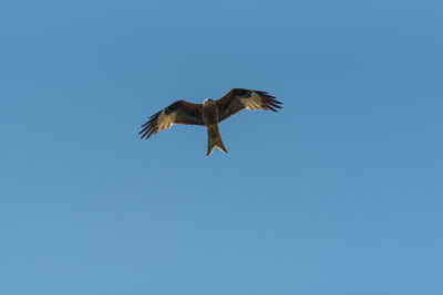 Low angle view of eagle flying in sky